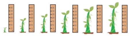 jack's beanstalk