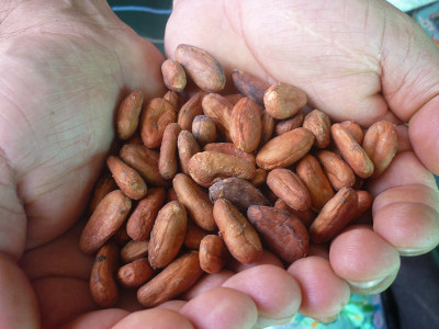 Cacao Beans