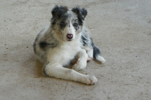 dog