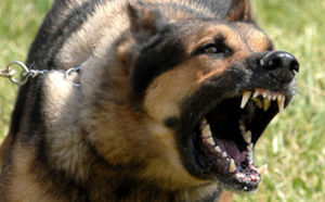 dog barking