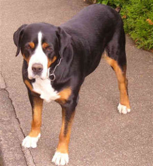dog