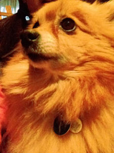 dog