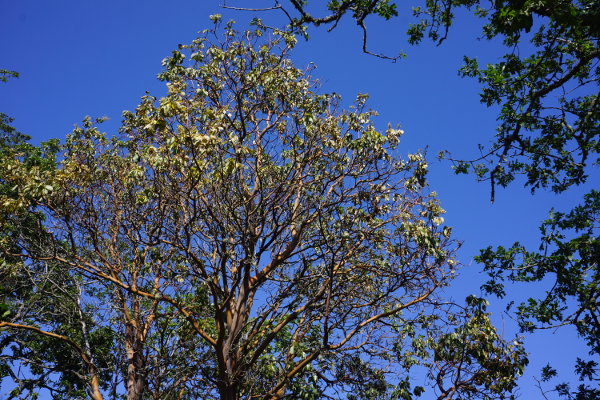 Arbutus