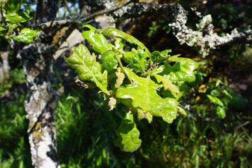 Garry Oak