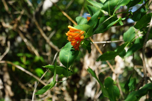 Honeysuckle
