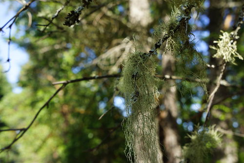 Lichen