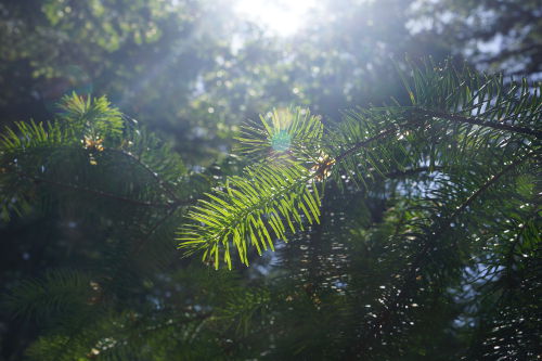 Lighted Fir Trees