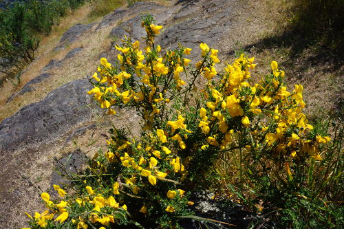 Scottish Broom