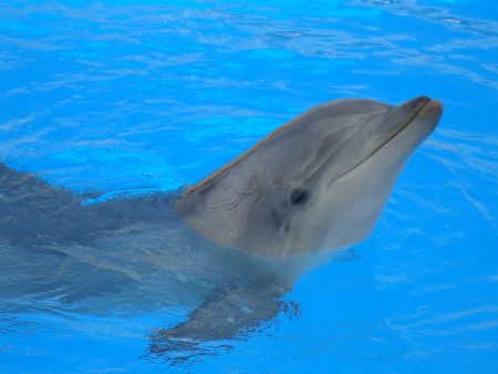 dolphin