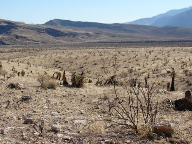 Wasteland